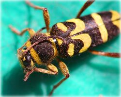 Clytus Planifrons (493152554).jpg