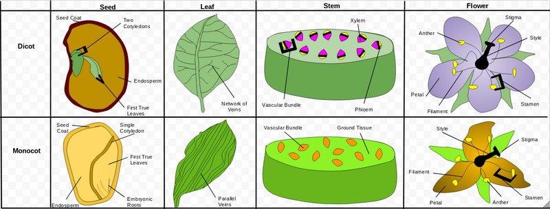 File:Comparison of Monocotyledons and Dicotyledons.png