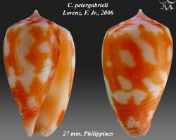 Conus petergabrieli 1.jpg
