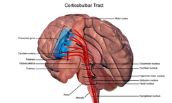 Corticobulbar tract.png