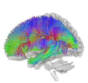 Corticothalamic Pathway.jpg