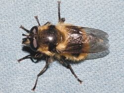 Criorhina nigripes 01.jpg