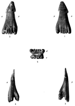 Dalpiazia stromeri holotype.png