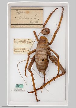 Deinacrida heteracantha (female) Holotype specimen from the Auckland Museum.jpg