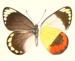 Delias euphemia female 1894.jpg
