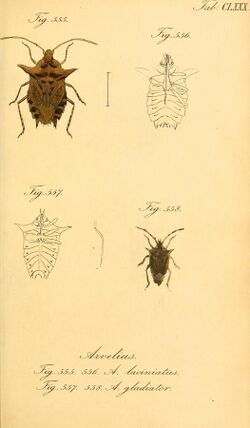 Die wanzenartigen Insecten (Tab. CLXXX) (7746454022).jpg