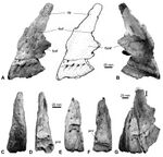 Diplodocinae indet. - Tendaguru Formation.jpg