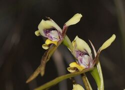 Diuris tricolor.jpg