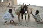 Donkey carrying Rahal basket.jpg