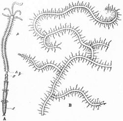 EB1911 Chaetopoda Fig. 5.—A, Autolytus (after Mensch) with numerous buds.jpg