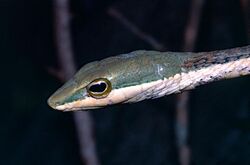 Eastern Vine Snake (Thelotornis mossambicanus) (13937474977).jpg