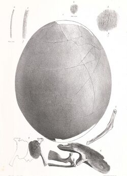 Emeus egg and embryo.jpg