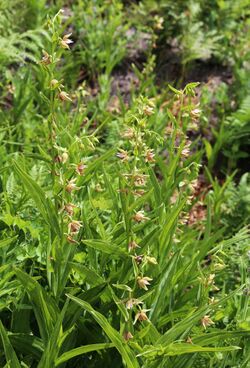 Epipactis gigantea meadow-clump.jpg