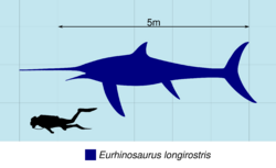 Eurhinosaurus Size 2.svg