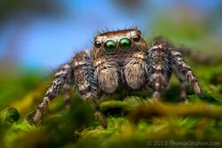 Evarcha proszynskii - Adult Male Jumping Spider - Oregon.jpg
