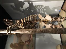 FMNH Megatherium.jpg