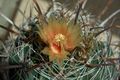 Ferocactus santa-maria-IMG 1931.jpg