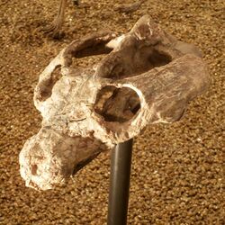 Fossil of Traversodon sp.jpg