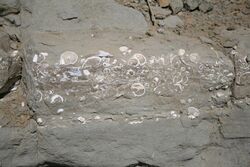 Fossils in a beach wall.JPG
