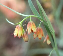 Fritillariaeastwoodiae.jpg