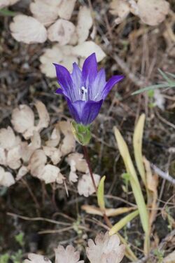 Gentiana olivieri (Gentianaceae) (32369571934).jpg