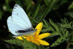 Green-veined white butterfly (Pieris napi) topside.JPG