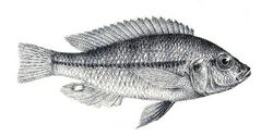 Haplochromis granti.jpg