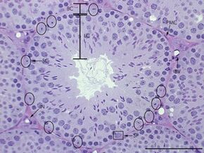 Histological structure of seminiferous tubules in the adult mouse testes..jpg