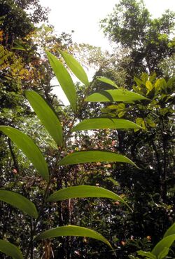 Joinvillea plicata 1 (scott.zona).jpg