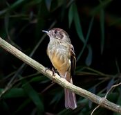 Leptopogon amaurocephalus -Piraju, Sao Paulo, Brazil-8.jpg