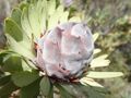Leucadendron pubescens 59071246.jpg