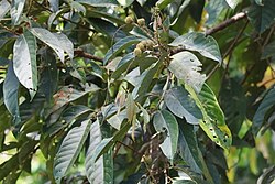 Lithocarpus echinifer.jpg