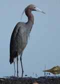 Little Blue Heron (1).jpg