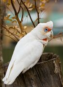 A white parrot with a crest and a red mask