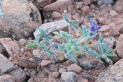 Lupinus brevicaulis, Zion National Park, Utah..jpg