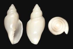 Marginella subturrita 001.jpg