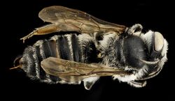 Megachile addenda, F, Back, NJ, Monmouth County 2014-04-25-13.28.45 ZS PMax (13897852049).jpg