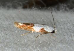 Mompha circumscriptella (maybe) (14661163731).jpg