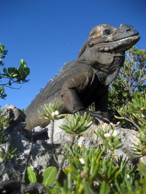 Mona ground iguana no.1.jpg