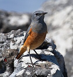 Monticola explorator -Cape Town, Western Cape, South Africa -male-8, crop.jpg