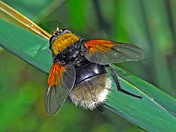 Muscidae - Mesembrina mystacea.JPG