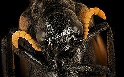 Mylabris oculata, u, face, Krugar National Park, South Africa Mpumalanga 2018-07-17-17.46.26 ZS PMax UDR (46207964802).jpg