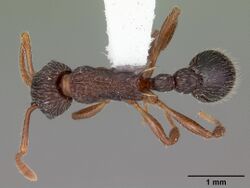Myrmica punctiventris casent0104128 dorsal 1.jpg