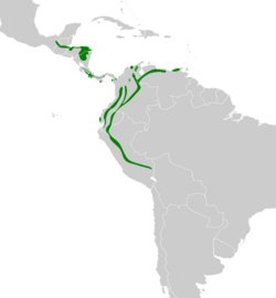 Myrmotherula schisticolor map.svg