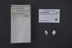 Naturalis Biodiversity Center - RMNH.MOL.199454 - Coralliophila clathrata (Adams, 1854) - Coralliophilidae - Mollusc shell.jpeg