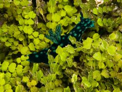 Nembrotha cristata on Halimeda opuntia.jpg