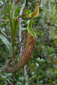 Nepenthes maxima Anggi1.jpg