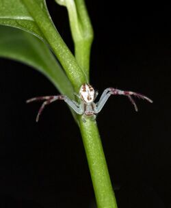 Northern crab spider (Mecaphesa asperata) on a flower stem