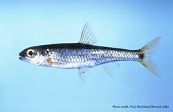 Notropis xaenocephalus.jpg