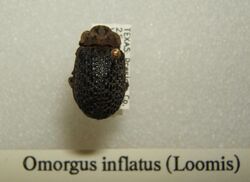 Omorgus inflatus sjh.jpg